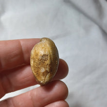 Load image into Gallery viewer, Zeilleria cornuta
