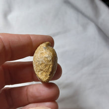 Load image into Gallery viewer, Zeilleria cornuta
