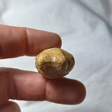 Load image into Gallery viewer, Zeilleria cornuta
