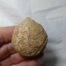 Charger l'image dans la galerie, Loboidothyris cf. latovalis
