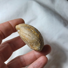 Charger l'image dans la galerie, Loboidothyris cf. latovalis
