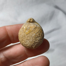 Load image into Gallery viewer, Lobothyris subpunctata
