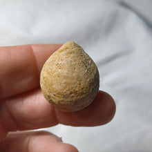 Load image into Gallery viewer, Lobothyris subpunctata
