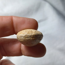 Load image into Gallery viewer, Lobothyris subpunctata
