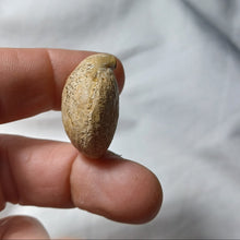 Load image into Gallery viewer, Lobothyris subpunctata
