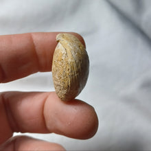 Load image into Gallery viewer, Lobothyris subpunctata
