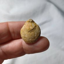 Load image into Gallery viewer, Lobothyris subpunctata
