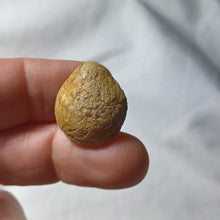 Load image into Gallery viewer, Lobothyris subpunctata
