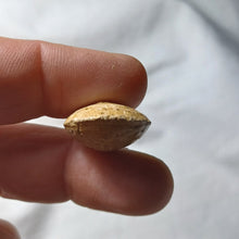 Load image into Gallery viewer, Lobothyris subpunctata
