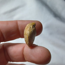 Load image into Gallery viewer, Lobothyris subpunctata
