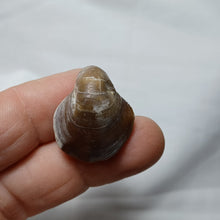 Charger l&#39;image dans la galerie, Epithyris oxonica
