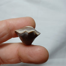 Charger l&#39;image dans la galerie, Epithyris oxonica
