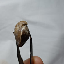 Charger l&#39;image dans la galerie, Epithyris oxonica
