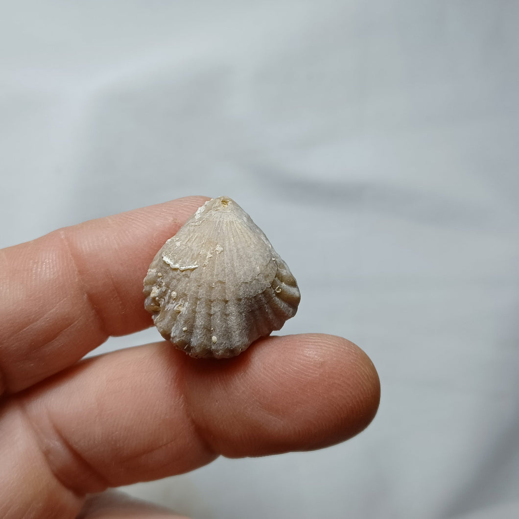 Cymathorhynchia quadriplicata