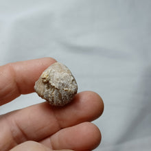 Charger l&#39;image dans la galerie, Cymathorhynchia quadriplicata
