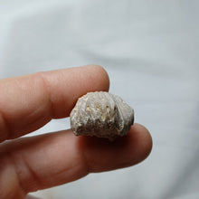 Charger l&#39;image dans la galerie, Cymathorhynchia quadriplicata
