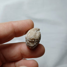 Charger l&#39;image dans la galerie, Cymathorhynchia quadriplicata
