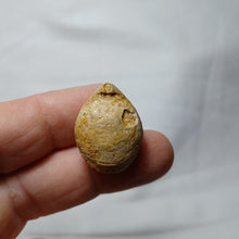 Load image into Gallery viewer, Lobothyris subpunctata
