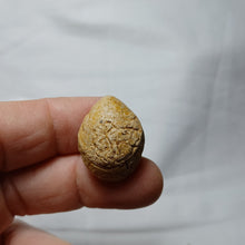 Load image into Gallery viewer, Lobothyris subpunctata
