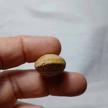 Load image into Gallery viewer, Lobothyris subpunctata
