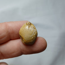 Load image into Gallery viewer, Lobothyris subpunctata
