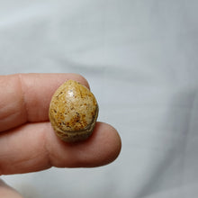 Load image into Gallery viewer, Lobothyris subpunctata
