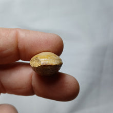 Load image into Gallery viewer, Lobothyris subpunctata
