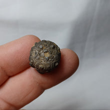 Charger l'image dans la galerie, Reboulicidaris rebouli
