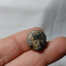 Charger l'image dans la galerie, Reboulicidaris rebouli
