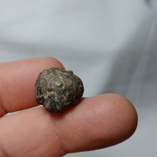 Charger l'image dans la galerie, Reboulicidaris rebouli
