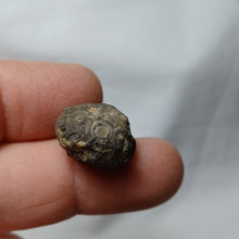 Charger l'image dans la galerie, Reboulicidaris rebouli
