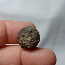 Charger l'image dans la galerie, Reboulicidaris rebouli
