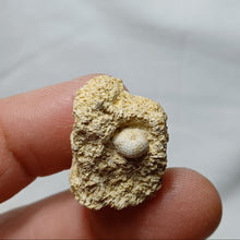 Charger l&#39;image dans la galerie, Arbacina pareyni
