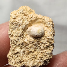 Charger l&#39;image dans la galerie, Arbacina pareyni
