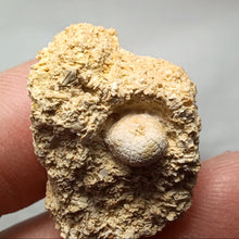 Charger l&#39;image dans la galerie, Arbacina pareyni
