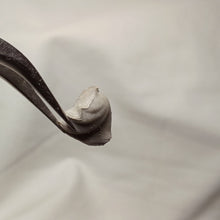 Charger l&#39;image dans la galerie, Homoeorhynchia cynocephala
