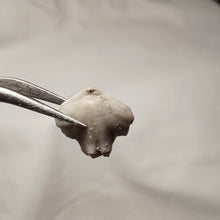 Charger l&#39;image dans la galerie, Homoeorhynchia cynocephala
