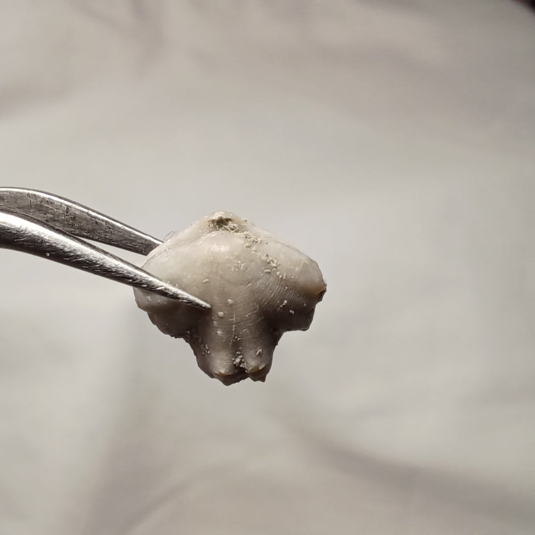 Homoeorhynchia cynocephala