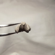 Charger l&#39;image dans la galerie, Homoeorhynchia cynocephala
