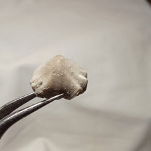 Charger l&#39;image dans la galerie, Homoeorhynchia cynocephala
