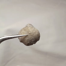 Charger l'image dans la galerie, Soaresirhynchia bouchardi
