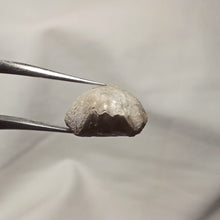 Charger l'image dans la galerie, Soaresirhynchia bouchardi
