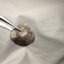 Charger l'image dans la galerie, Soaresirhynchia bouchardi
