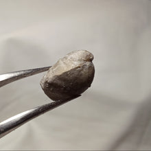 Charger l'image dans la galerie, Soaresirhynchia bouchardi
