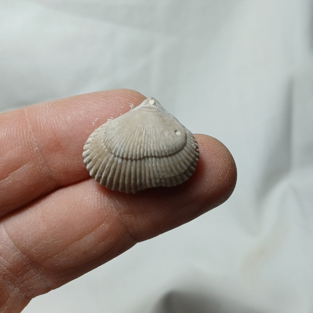 Cyclothyris difformis