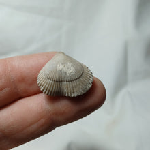 Charger l&#39;image dans la galerie, Cyclothyris difformis
