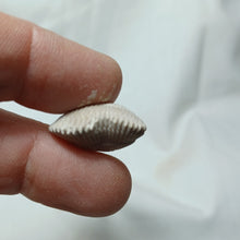 Charger l&#39;image dans la galerie, Cyclothyris difformis
