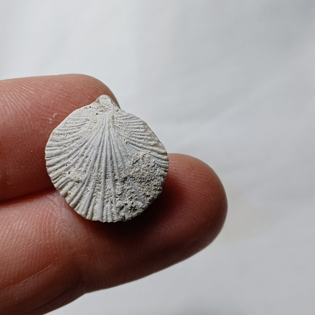 Gyrosoria santonensis