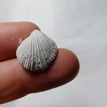 Charger l&#39;image dans la galerie, Gyrosoria santonensis
