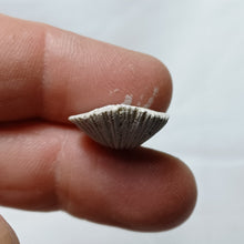 Charger l&#39;image dans la galerie, Gyrosoria santonensis
